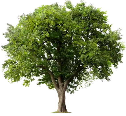 Riso, tree, environment, recycle, Office Solutions & Services